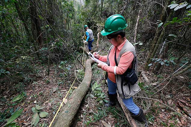 Pesquisadores examinam rvores cortada em rea de floresta em Perus, SP, a ser desmatada para obra do Rodoanel