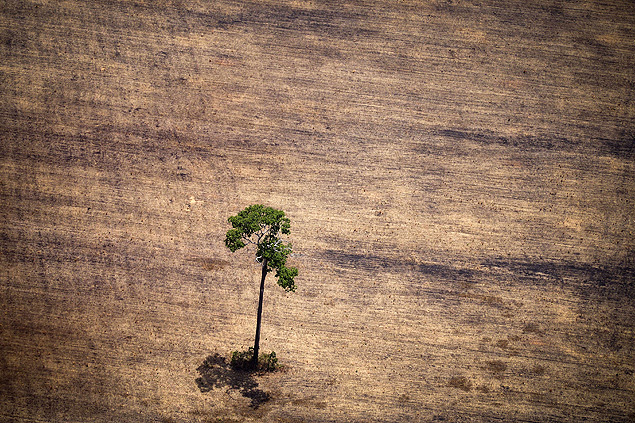 Vista aérea árvore em uma área desmatada no meio da selva amazônica durante um sobrevoo por ativistas do Greenpeace