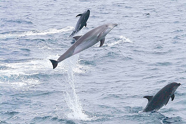 Golfinhos fotografados prximos s ilhas Galpagos; animais podem ter um assobio para cada um, que funciona como nome