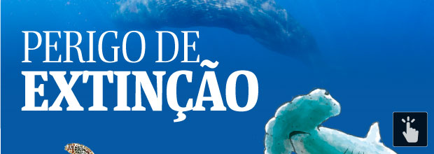 Conhea alguns dos animais marinhos e costeiros brasileiros que esto sob ameaa