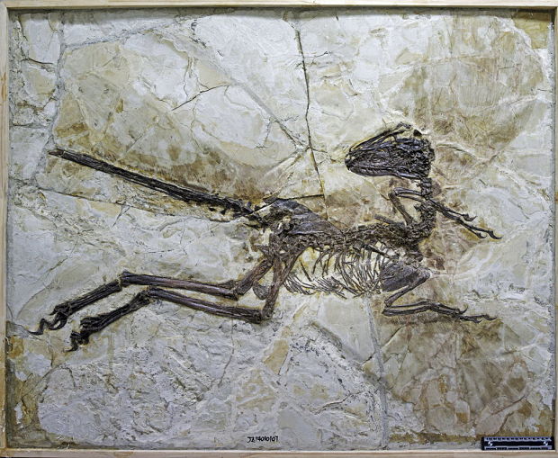 Fóssil encontrado pelos pesquisadores, extremamente bem preservado para padrões paleontológicos