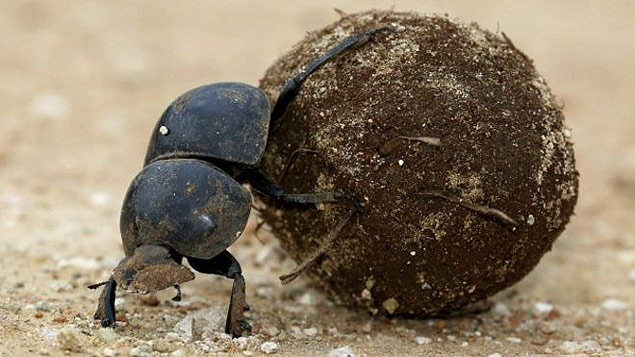 Os escaravelhos 'rola-bosta' acabam enterrando sementes involuntariamente