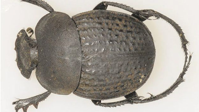 Espcie de escaravelho analisada por cientistas sul-africanos  vtima de "pegadinha" de planta