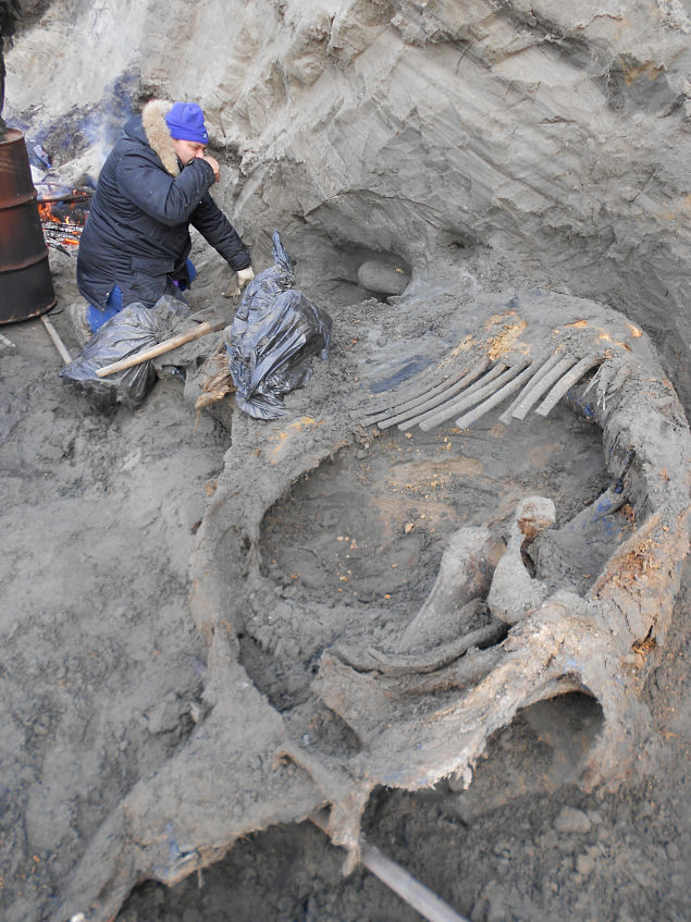 Pesquisador Sergey Gorbunov escava o cadver de mamute na Sibria