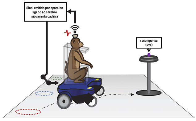 Esquema em que macaco movimenta cadeira de rodas para obter recompensa. Estudo de Miguel Nicolelis