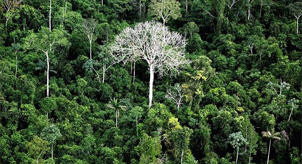 Cientistas dizem que ainda resta descobrir 4 mil espécies de árvores na Amazônia 
