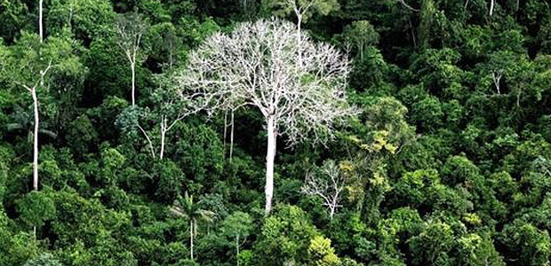 Cientistas dizem que ainda resta descobrir 4 mil espcies de rvores na Amaznia 