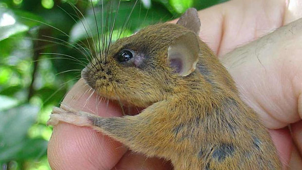 Rato gigante aparece em praia #animaisnotiktok #biologia #ratos