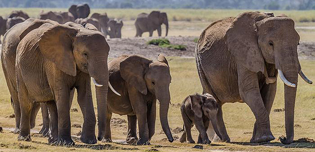 Novos dados mostram que caa ilegal a elefantes e comrcio tiveram recuos ou ao menos se estabilizaram na frica