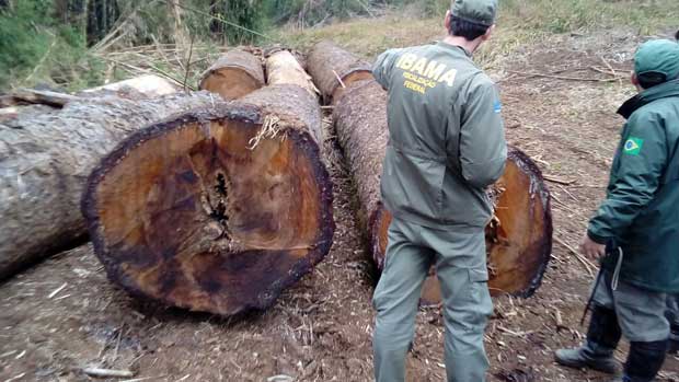 Operao do Ibama descobriu 50 hectares de novos desmatamentos na mata atlntica, no Paran