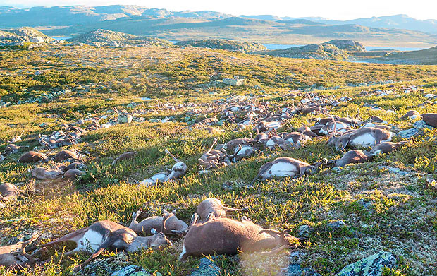 Renas foram encontradas mortas por um guarda-florestal no parque Hardangervidda