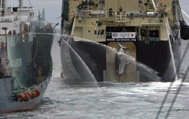 Baleia minke sendo levada para dentro de pesqueiro japons