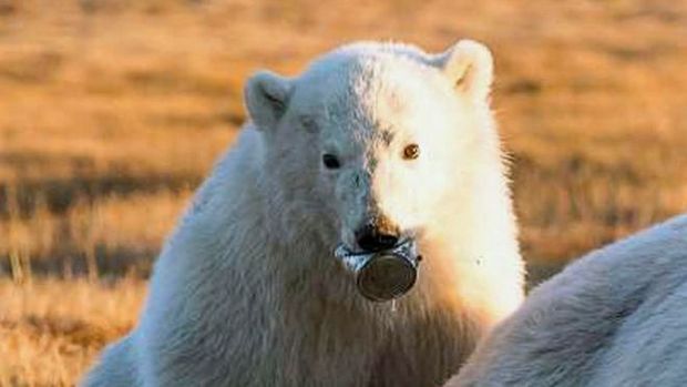A imagem dramtica do filhote de urso-polar, que passou duas semanas sem poder se alimentar porque tinha uma lata de leite condensado presa na lngua