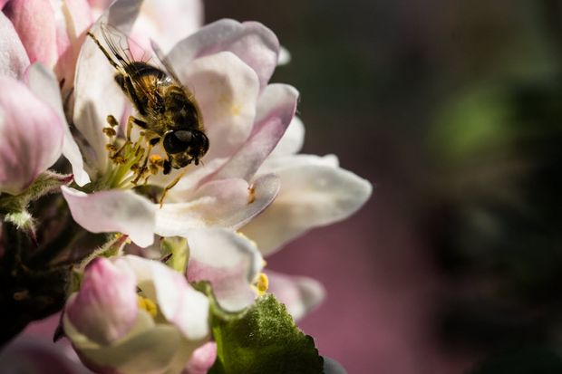 Abelha em flor de macieira; produção de maçã é uma das mais dependentes de insetos polinizadores