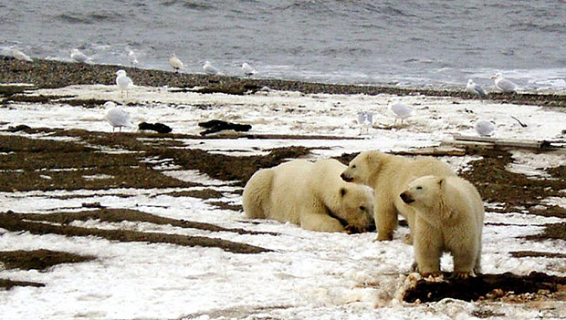 Os ursos polares esto cada vez mais ameaados