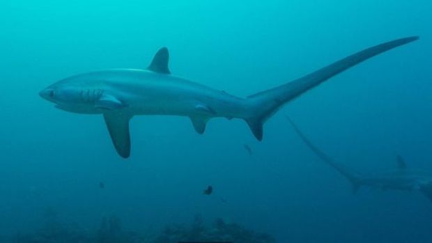 Tubarão-debulhador usa sua longa cauda como chicote para paralisar suas presas