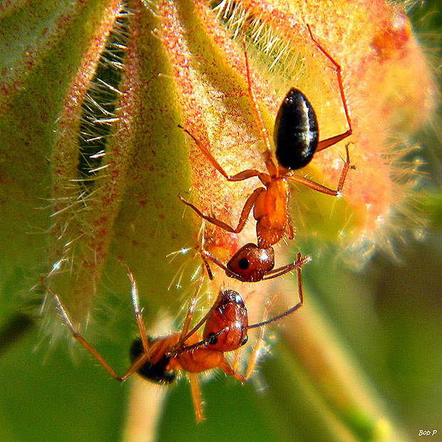 Formigas-carpinteiras; insetos utilizam a posio do sol para se guiar e encontrar o caminho de seu formigueiro