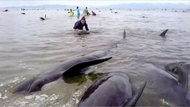 Voluntrios tentam resgatar baleias sobreviventes e devolv-las para alto-mar