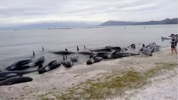 Praia de Farewell Spit  conhecida como armadilha para baleias