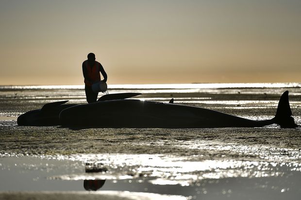 Voluntrio tenta ajudar baleia encalhada na Nova Zelndia