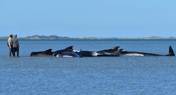 Pescadores observam baleias encalhadas mortas