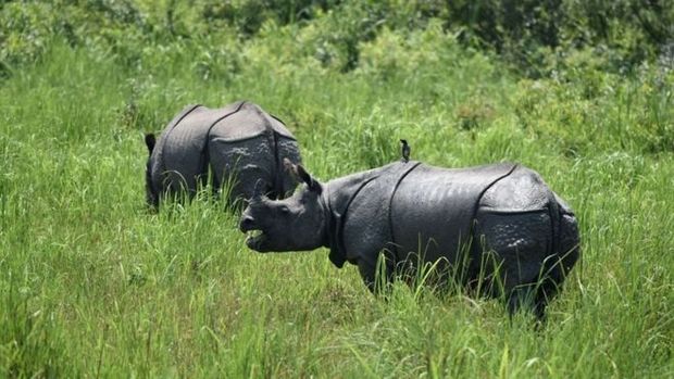 Rinocerontes so alvos de caadores ilegais em pases como a ndia