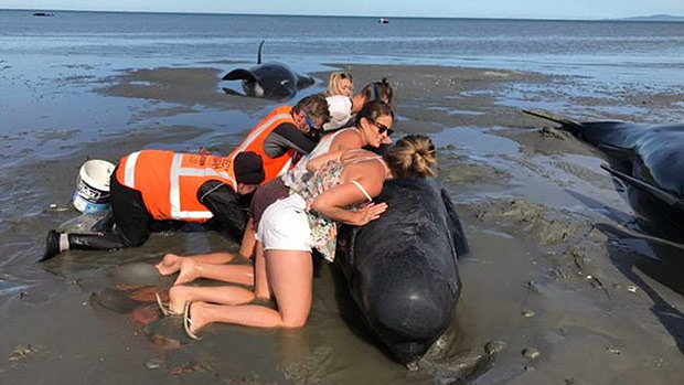Regio da Nova Zelndia  conhecida pela presena de baleias, que comumente ficam encalhadas na costa