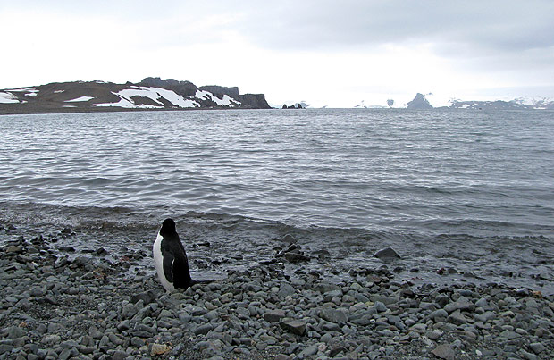 Pinguin visto na base argentina Carlini, na Antrtida