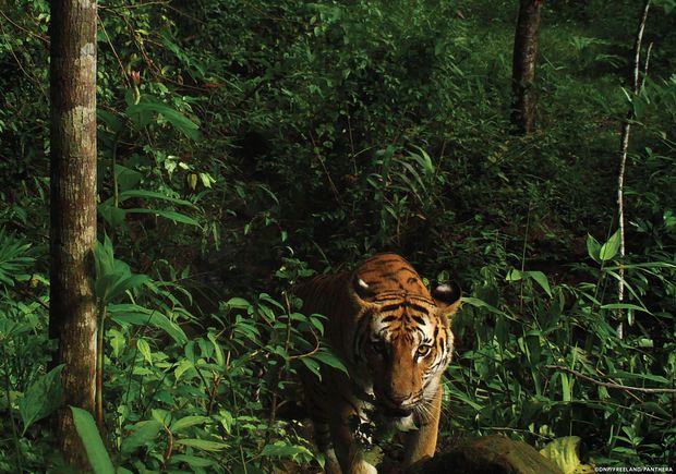 Foto de 2016 de um dos tigres encontrados na Tailândia