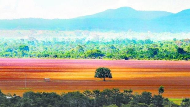 O Cerrado tem hoje cerca de 13 mil tipos de plantas, nmero que o torna um dos biomas mais ricos do mundo
