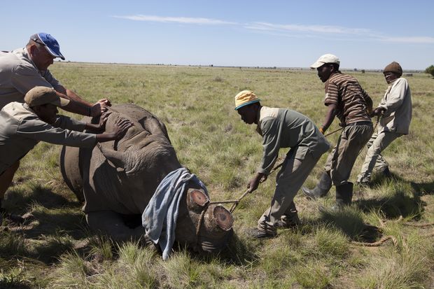 Homens tentam levantar um rinoceronte sul-africano. O animal havia sido sedado para retirado dos chifres
