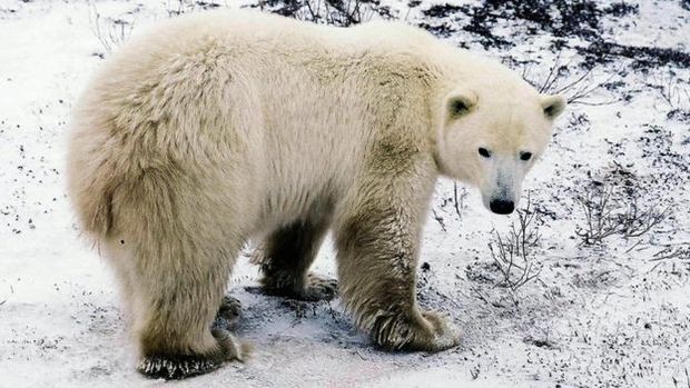 O derretimento do gelo no rtico tem forado ursos polares a cruzar com ursos pardos
