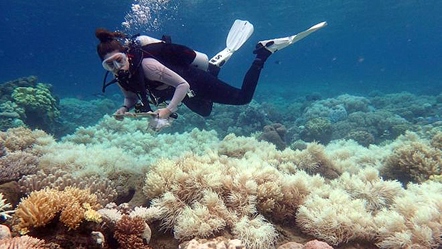 Branqueamento de corais ocorre por aumento de temperatura do oceano e  intensificado pelo aquecimento global 