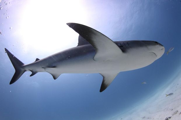 Pesquisadores encontraram o fssil de dente de tubaro