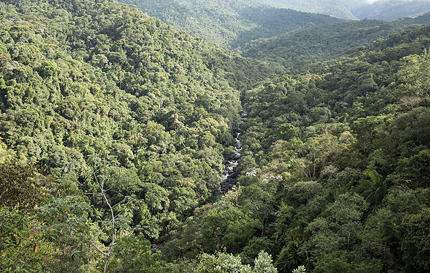 Floresta atlntica no Parque Nacional de Itatiaia, o primeiro do pas, que completa 80 anos em 2017