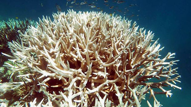 Percentagem de perda de corais foi maior do que esperado 