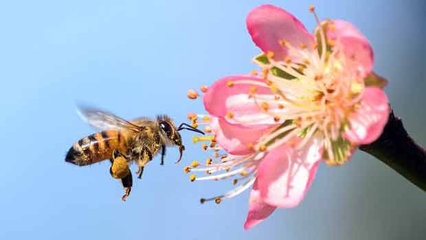 A importncia das abelhas na presena de nutrientes nos alimentos  algo recentemente descoberto 
