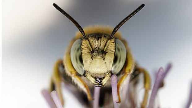 As abelhas no so as nicas polinizadoras, mas representam 90% desse servio por vetor animal 