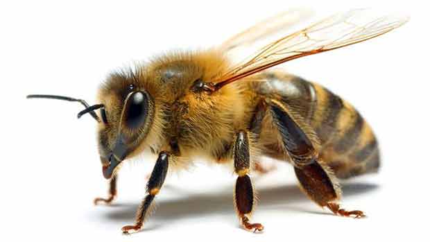 Polinizao pode ser controlada por um apicultor ou por abelhas silvestres 