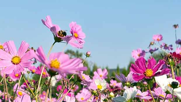 Das cerca de 20 mil espcies de abelhas que existem, cerca de 20 so usadas para polinizao 