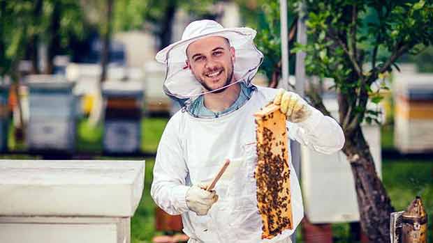 A apicultura urbana pode se tornar um hobby fascinante 