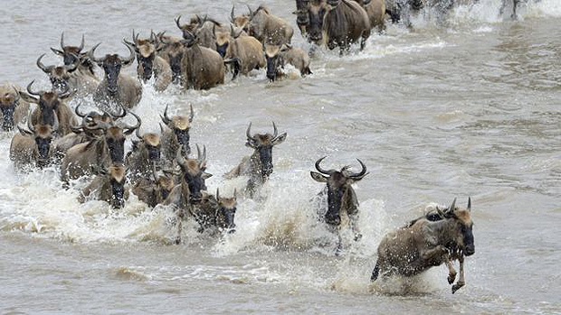No total, 0,5% dos antlopes africanos que atravessam o rio morrem 
