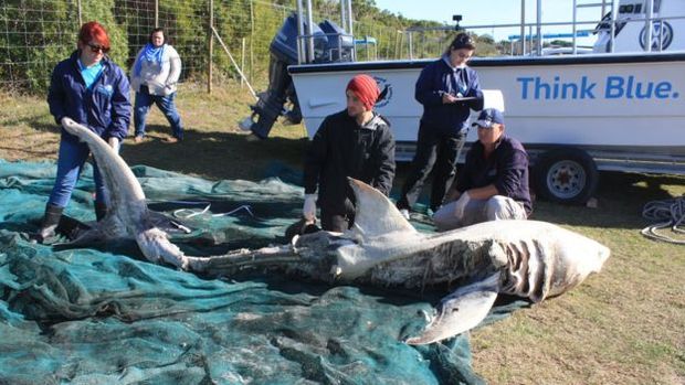 Ataques de orca a baleias no so incomuns, mas ataques a tubares-brancos surpreenderam cientistas