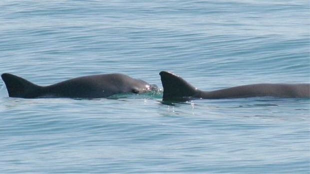 Governo do Mxico anunciou que vai usar golfinhos treinados para encontrar botos no oceano