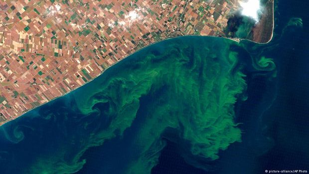 Proliferao de algas no Lago Erie (EUA), em 2014