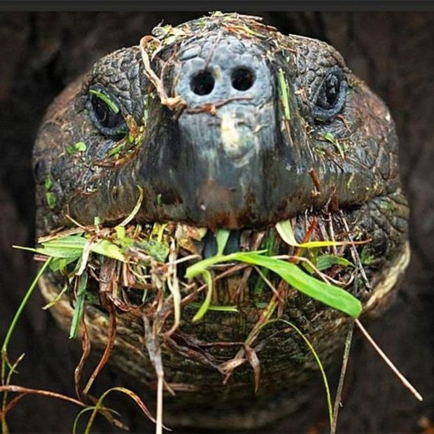 Cientistas querem monitorar os passos das tartarugas gigantes de Galpagos