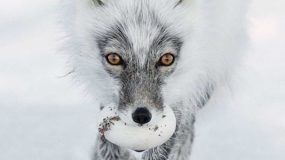 A foto de uma raposa-do-rtico carregando um ovo concorre na categoria Retratos de Animais