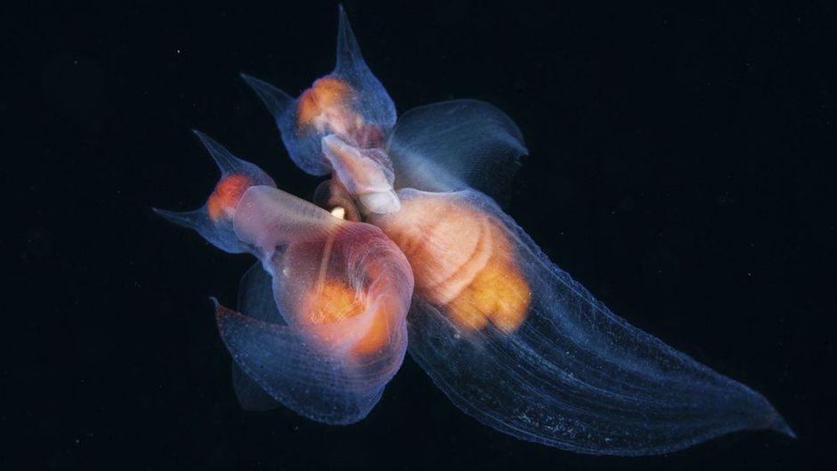O retrato desses moluscos aquticos concorre na categoria Comportamento: Invertebrados