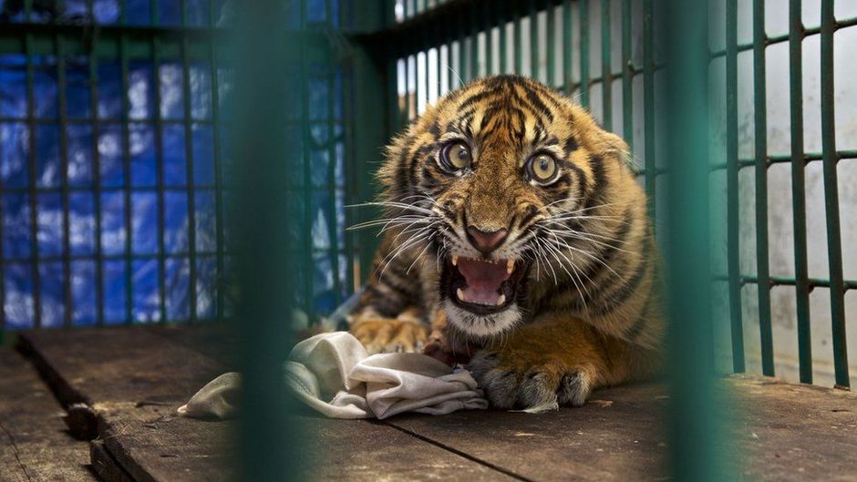 O retrato do filhote de tigre concorre na categoria Fotojornalismo: Imagem nica