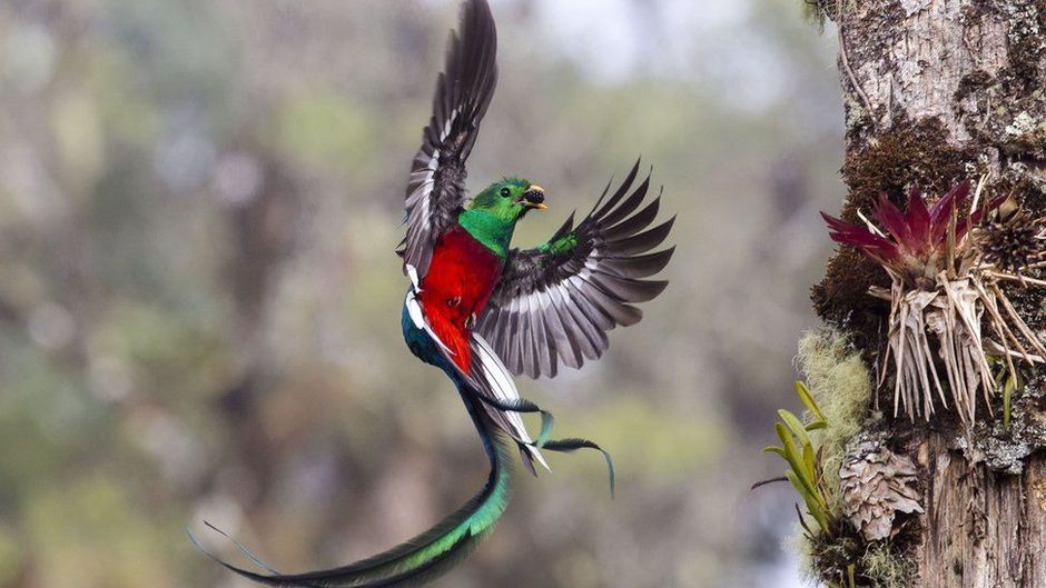 Esse quetzal trazendo comida para os filhotes concorre na categoria Comportamento: Aves